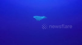 Spotted eagle ray extreme close up, Bahamas