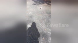 Newsflare Edit - This happened in November, I’ve never seen the ravioli can kitty again https://t.co/Xw1Oe7lNFg