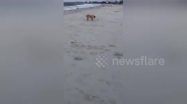 Newsflare Edit - Daisy meets sand crab