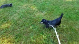 The cat & dog BOTH like the hose