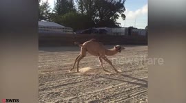 Baby camel who was torn from mother and drugged at zoo is rescued