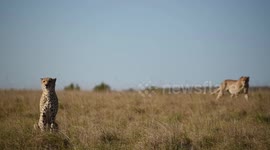 Cheetah pair at the start of a hunt, watching and walking