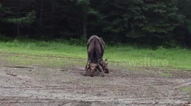 Moose feeding on salt in the Maine Woods
