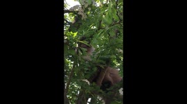 Cat Up A Tree, Meowing At A Bird For Friendship