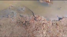 Rescuers release 18 baby cobras in the wild after two months of conservation efforts