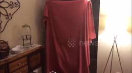 Dog is confused after owner disappears during #whatthefluff challenge