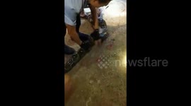 Python swallows and then vomits whole pet dog in rural China