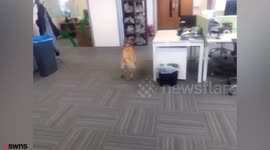 Hyper labrador Django bouncing around owners office