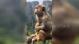 湖南张家界  小猴子去世 妈妈抱着尸体不离不弃