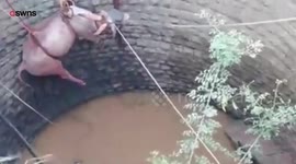 Bull rescued from 20 foot well by farmers using rope