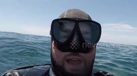 Shark Tonic Immobility