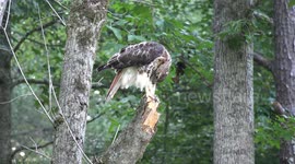 A Juvenile Red Tailed Hawk Preening C0991 July 27 2014 4K