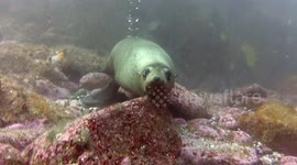 Seal looks surprised