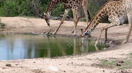 Two giraffes show the complicated process of drinking water