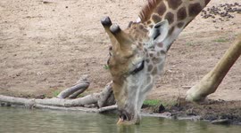 Male giraffe drinks water with two birds sitting on his head