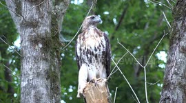 A Juvenile Red Tailed Hawk C0984 July 27 2014 4K