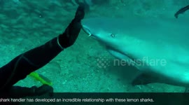 Relationship with Sharks?