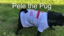 Pele the Pug: England v Panama Prediction