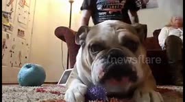 Trying and failing miserably to sneak up on my bulldog