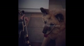 Old Dog Yellow Helps Write Guitar Song