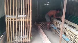 បង្កាត់ពូជមាន់​ cock fighting KH