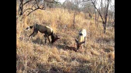 Wild dog pups feeding on remains of Duiker head and neck