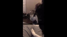 Disappearing trick with an Alaskan Malay