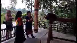 Playing with orangutan