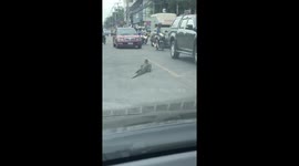 5-foot-long monitor lizard gets stuck in middle of busy road