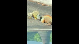 “Is this foreplay?!” Two women witness Iguanas wrestling in front of car