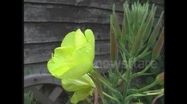 Evening primrose unfolds in Selsey