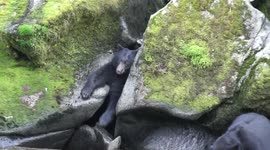 Greedy bear gets stuck between rocks