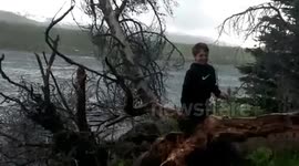 Boy misses being hit by a falling tree