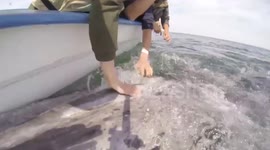 Grey whales approach tourists for strokes