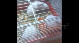 The funny hamster life