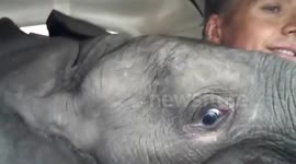 Baby orphaned elephant flies in a plane