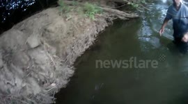 sauvetage du veau sans commentaires