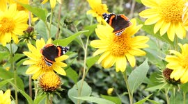 Sun Flowers & Butterflies