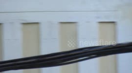 Cheeky group of monkeys walk along power line in Rio de Janeiro