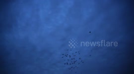 Pigeons illuminate East London with spellbinding Light Display Extended Version