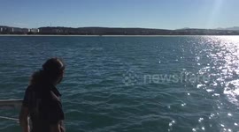 Southern Right Whale surprises shark cage divers in South Africa.