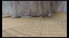 Sleeping woman finds deadly viper inside her mosquito net