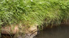 Mallard ducklings coming out of the pond