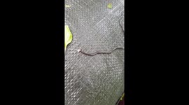 Bizarre hammerhead worm spotted in Thailand