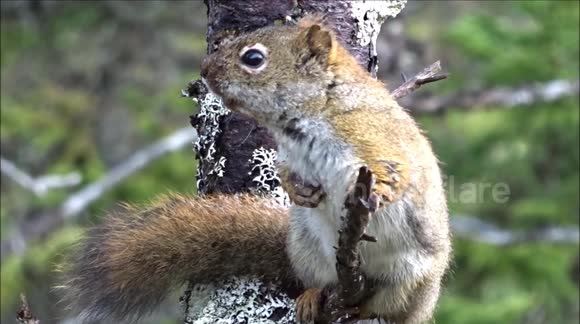 Little Wet Squirrel Has Something To Say