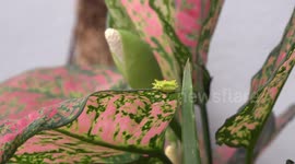 A cute green caterpillar walking on a colorful plant.