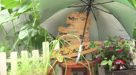 Ireland needs an umbrella.