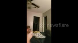 This cat got a little too excited when his owner tempted him with a toy