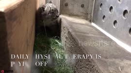 Snow leopard cub born with defect that causes splayed back legs has therapy to help it learn how to walk
