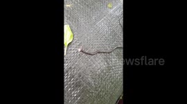 Bizarre hammerhead worm spotted in Thailand
